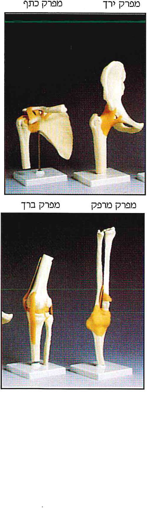 מפרק ירך, מפרק כתף
מפרק מרפק, מפרק ברך